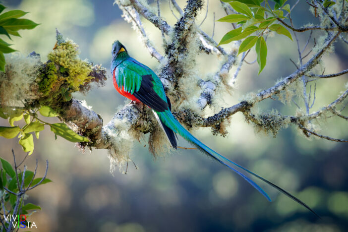 Resplendent Quetzal, San Gerardo de Dota, Costa Rica _R3A9744_2-CR3__dxo3