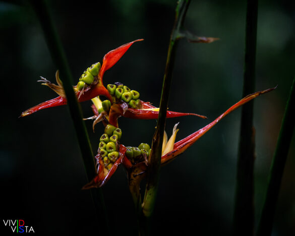 Heliconia, Reserva Bosque Nuboso Santa Elena, Costa Rica, _R3A9782-CR3__dxo3_vividvista