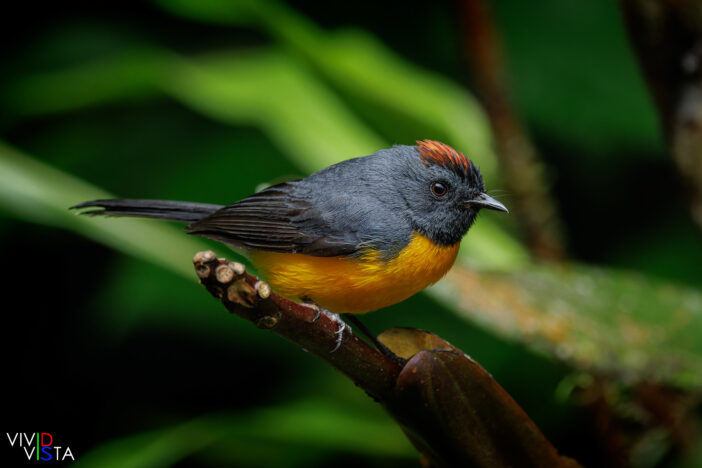 Slate-throated Redstart, Reserva Bosque Nuboso Santa Elena, Costa Rica, _R3A9811-CR3__dxo3-Edit_vividvista