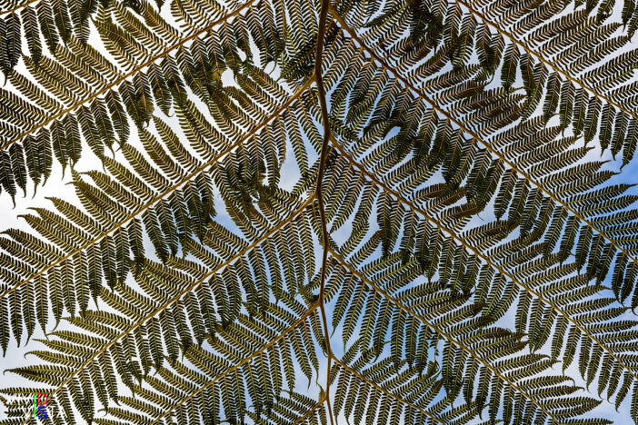 Tree Fern Frond, Quinta da Regaleira, Sintra, Portugal