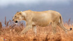 Pregnant Lioness, Ngorongoro Crater, Tanzania