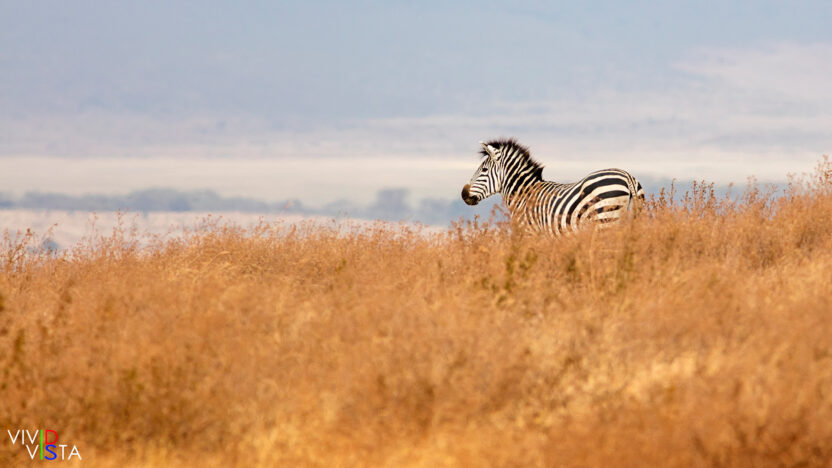 Zebra, Ngorongoro Crater, Tanzania