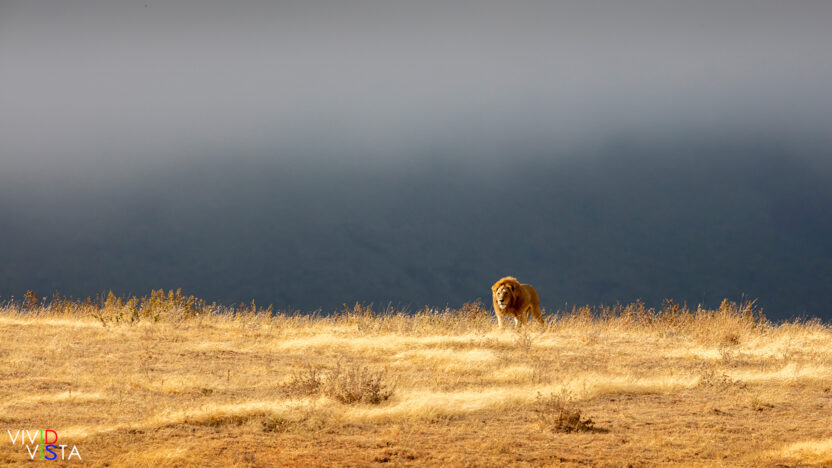 A male Lion emerges in the early morning at Ngorongoro Crater in Tanzania