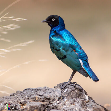 Superb Starling, Ngorongoro Crater, Tanzania