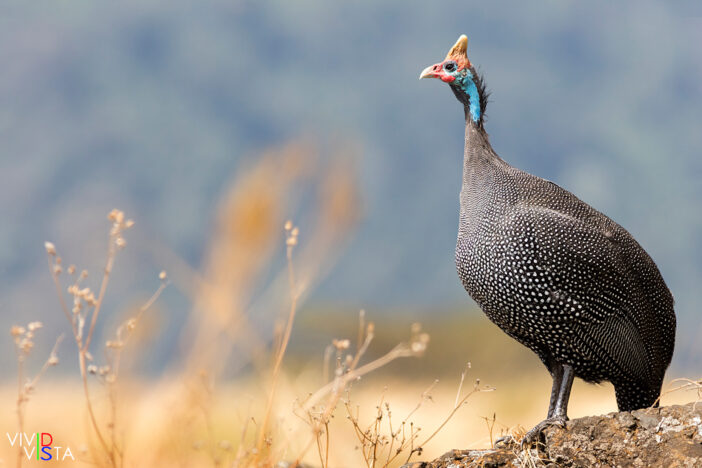 Helmeted Guinea Fowls, Ngorongoro Crater, Tanzania