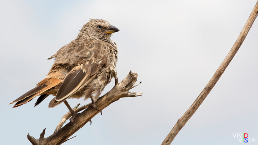 Rufous-tailed Weaver, Ngorongoro Crater, Tanzania