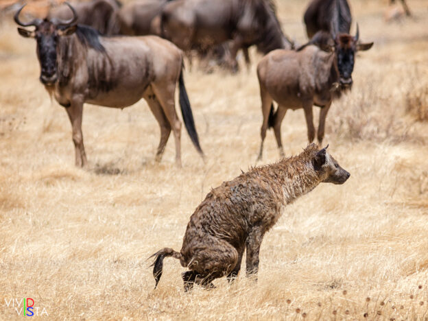 Spotted Hyeana defecating in front of a herd of Wildebeest, Ngorongoro Crater, Tanzania