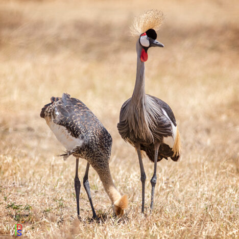 Grey Crowned Cranes, Ngorongoro Crater, Tanzania