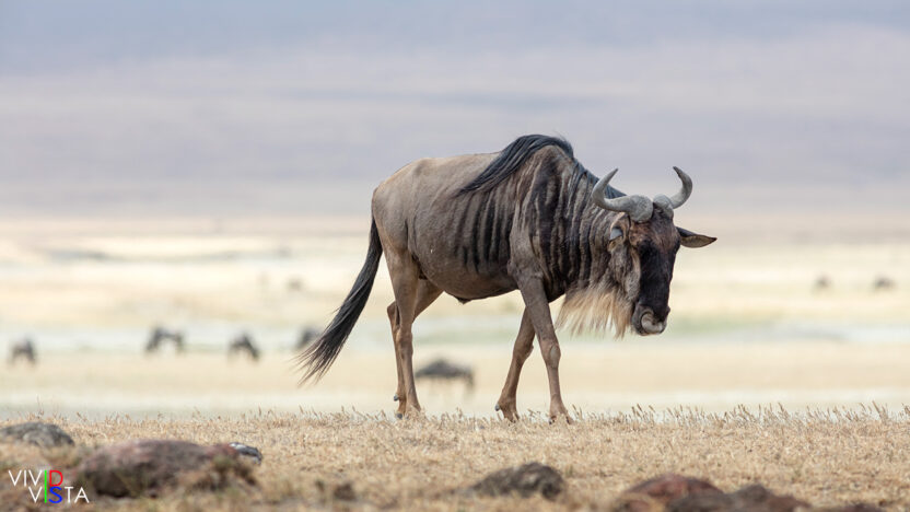 Wildebeest, Ngorongoro Crater, Tanzania