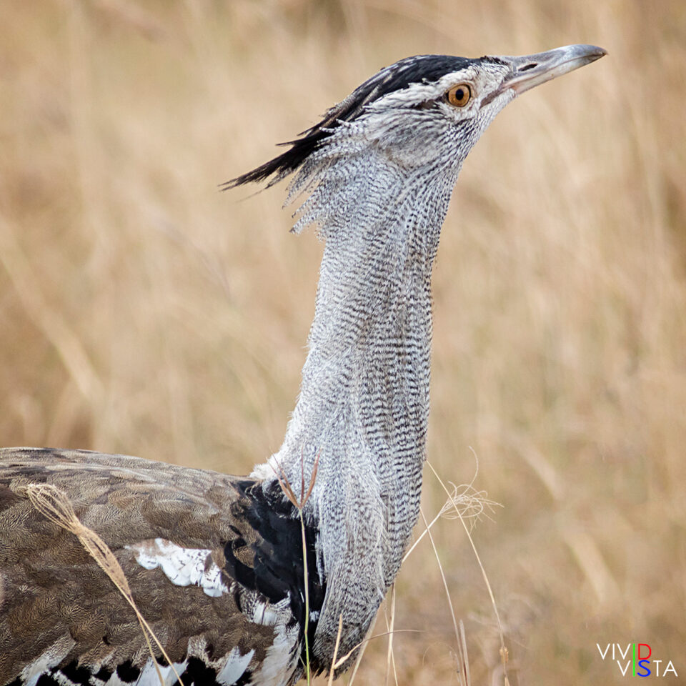 Kori Bustard, Ngorongoro Crater, Tanzania