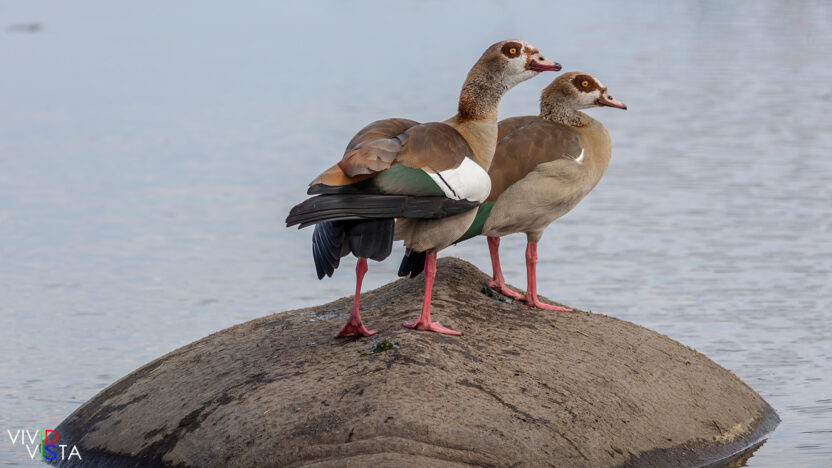 Egyptian Geese on a Hippo in the Ngorongoro Crater in Tanzania