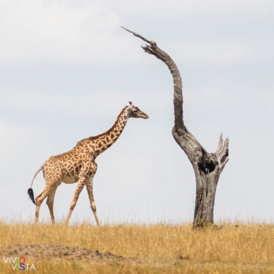 Masai Giraffe, Serengeti NP, Mara, Tanzania