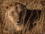Lioness, Serengeti NP, Mara, Tanzania