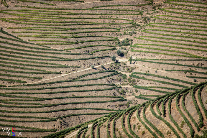 Vineyards in the Alto Douro in Portugal