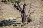 A goat stands on the hind legs and reaches up to pull down a high branch with a front leg in PN do Alvão, Portugal