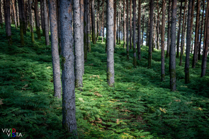 Fern Forest, PN do Alvão, Portugal
