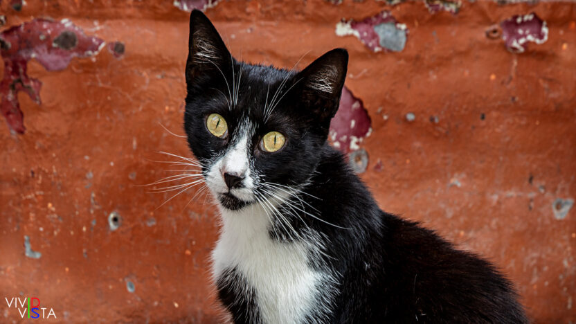 Cat in Porto, Portugal
