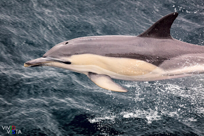 Common Dolphin, São Miguel, Azores, Portugal