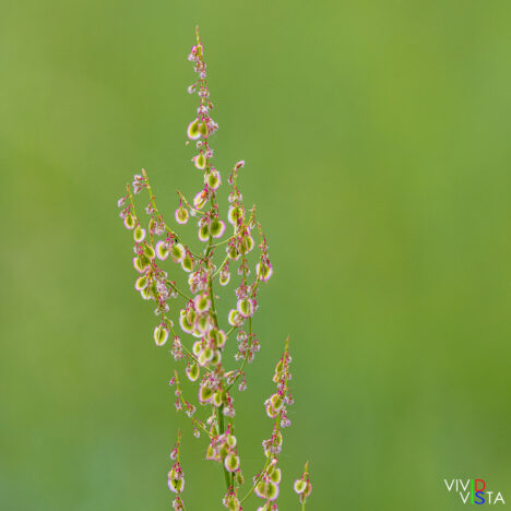 Pfäffikersee, Zürich, Switzerland