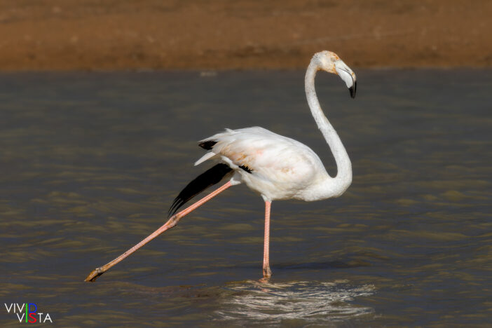 Greater Flamingo stretching a leg at Lagoa dos Salgados, Algarve, Portugal