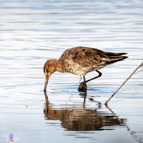 A Black-tailed Godwit looks for food at Lagoa dos Salgados, Algarve, Portugal