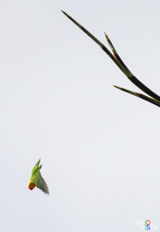 A Fisher's Lovebird drops off a branch in a Garden in Lagoa, Algarve, Portugal