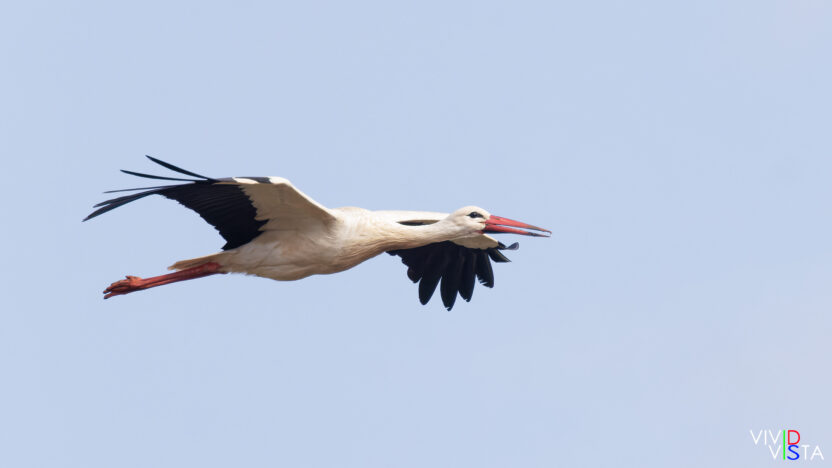 White Stork, Castro Verde, Alentejo, Portugal