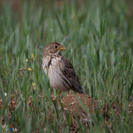 A Corn Bunting in Castro Verde, Alentejo, Portugal