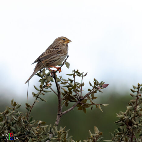 Corn Bunting, Castro Verde, Alentejo, Portugal