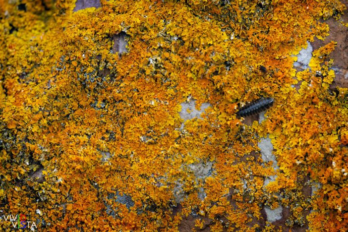 Isopod on orange Lichens, Castro Verde, Alentejo, Portugal