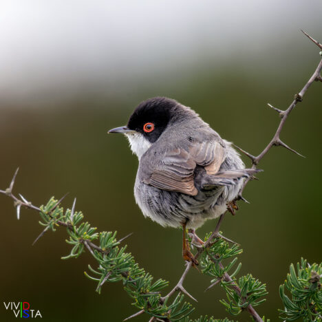 Sardinian Warbler, São Lourenço, Algarve, Portugal