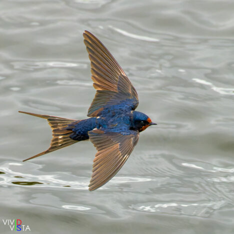 Barn Swallow, São Lourenço, Algarve, Portugal