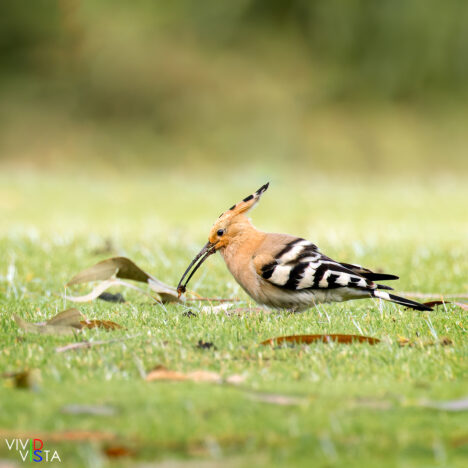 A Hoopoe with a bug in São Lourenço, Algarve, Portugal