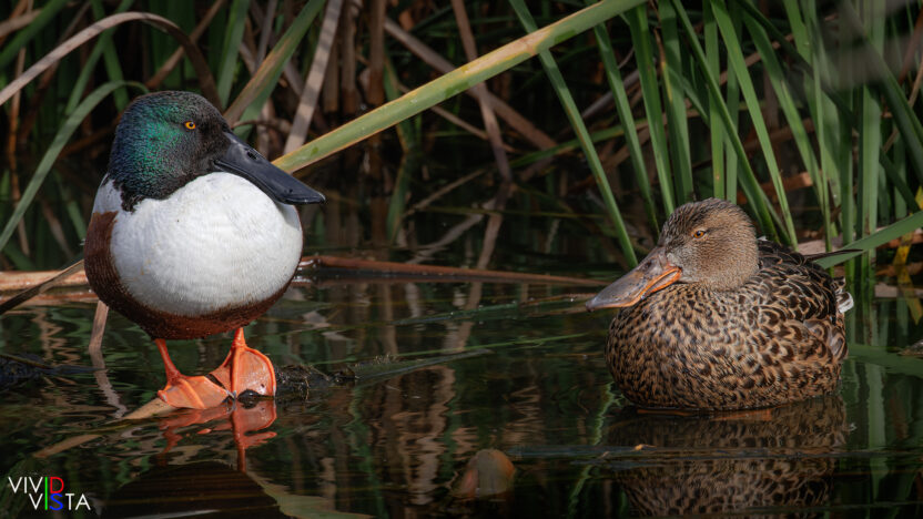 A Northern Shovelers couple in São Lourenço, Algarve, Portugal