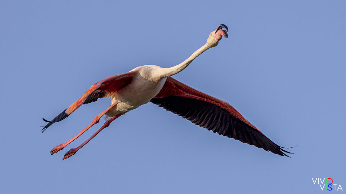Greater Flamingo calling while flying off from Parc Ornithologique Pont de Gau, Camargue, France