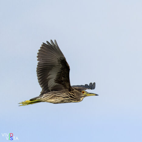 Juvenile Night Heron, Scamandre, Camargue, France