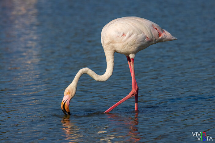 Greater Flamingo, Parc Ornithologique Pont de Gau, Camargue, France