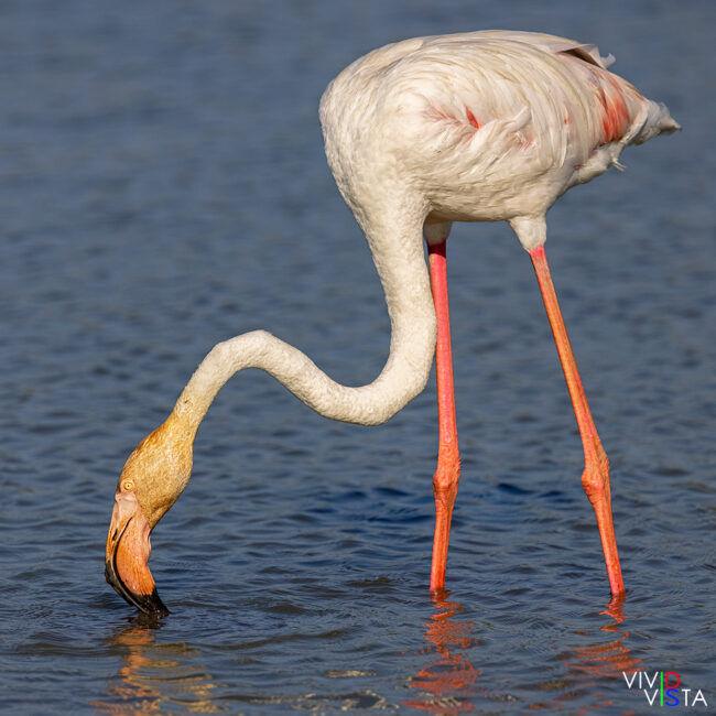 A Greater Flamingo sifts through the shallow waters for food at Parc Ornithologique Pont de Gau in the Camargue in France