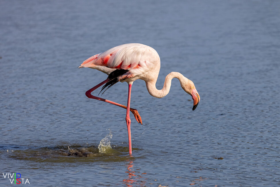 Greater Flamingo at Parc Ornithologique Pont de Gau, Camargue, France