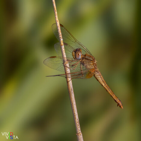Red-veined Darter (f), Réserve Naturelle des Marais de Vigueirat, Camargue, France