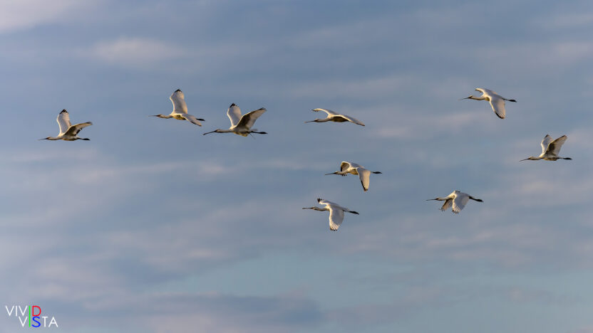 Eurasian Spoonbills, Marais de Vigueirat, Camargue, France