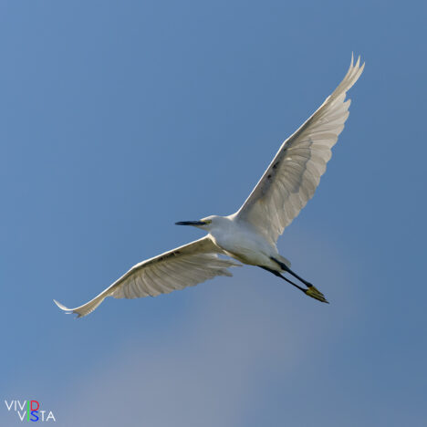 Snowy Egret, Parc Ornithologique Pont de Gau, Camargue, France