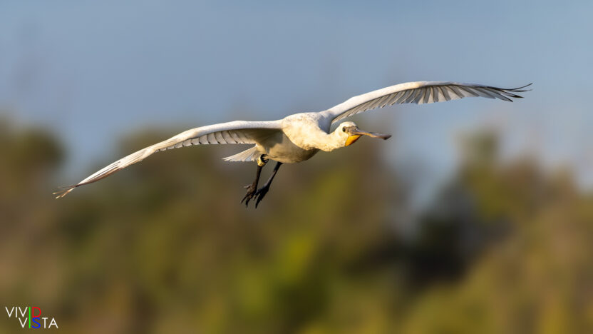 Eurasian Spoonbill, Marais de Vigueirat, Camargue, France