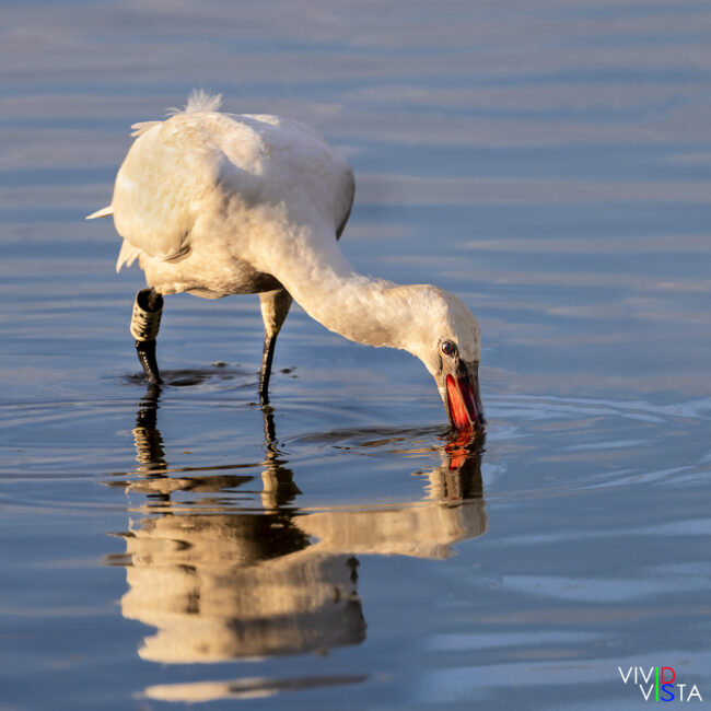 Eurasian Spoonbill sifting through water in search of dinner at Réserve Narurelle des Marais de Vigueirat, Camargue, France