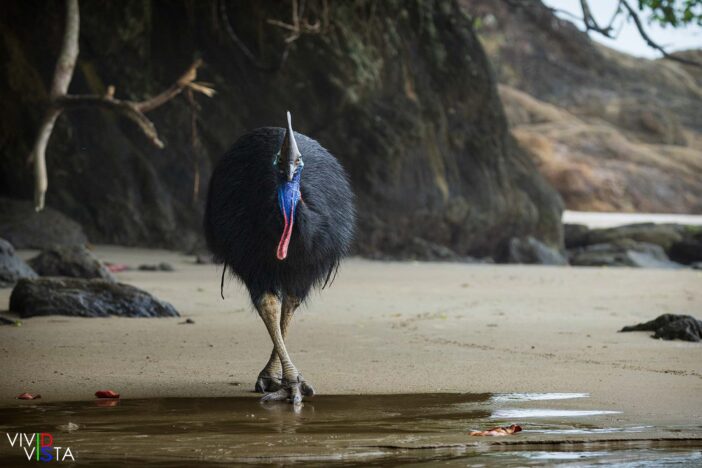 Southern Cassowary