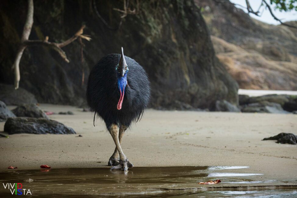 Southern Cassowary