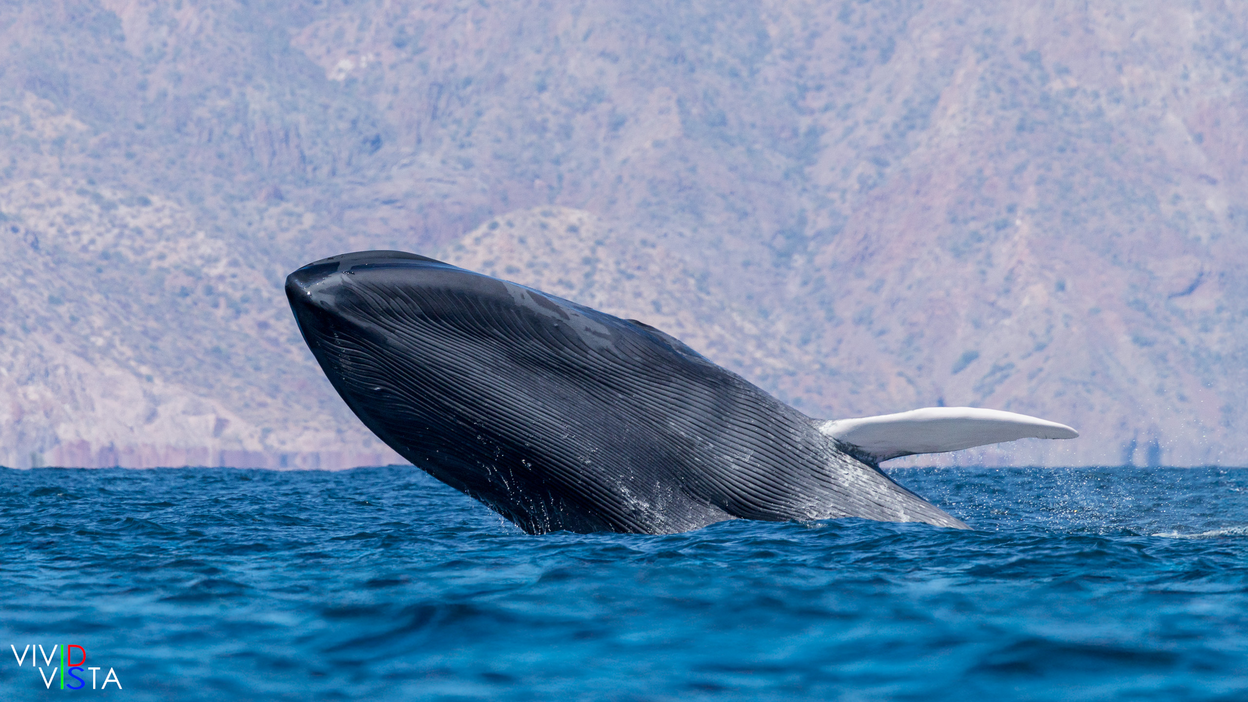 Blue whale breaching off Loreto Blue whale breaching off Loreto, Baja California Sur, against the Sierra de la Giganta